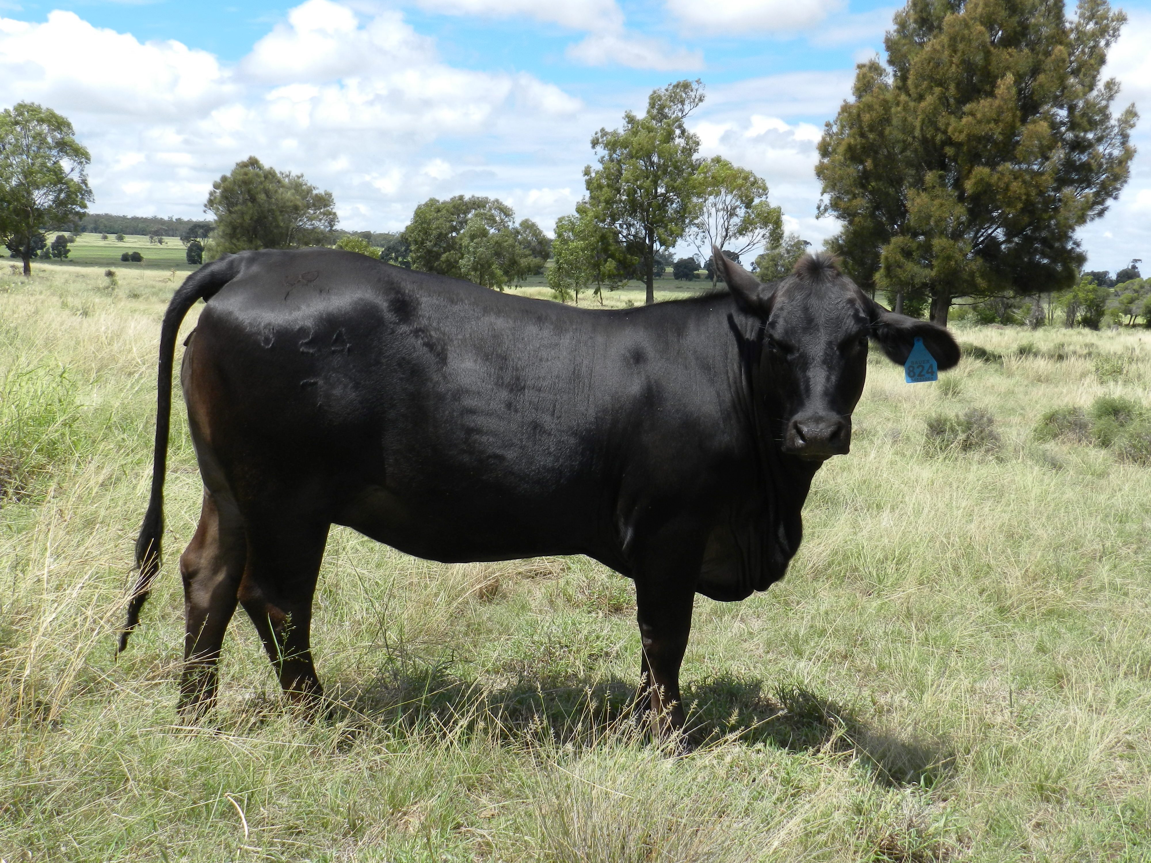 Elara Cindy 5th (2018)